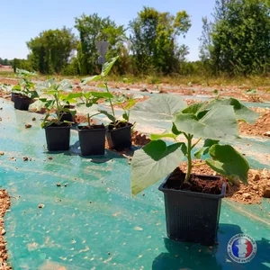 Paulownia Shan Tong Paulownia Shan Tong