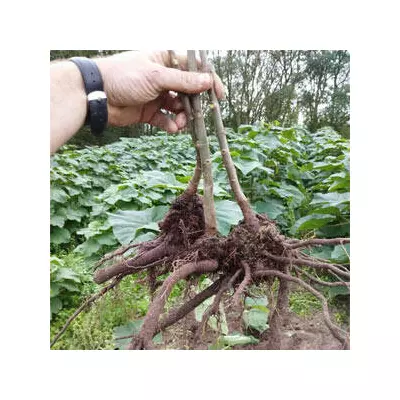 Paulownia Pao Tong Z07 XL