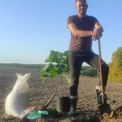 Service de plantation de jeunes plants de Paulownia