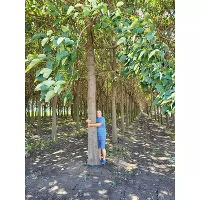 Plantation de paulownia à vendre