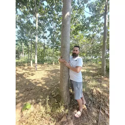 Bois de Paulownia à vendre