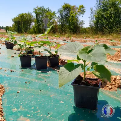 Paulownia Shan Tong en pot