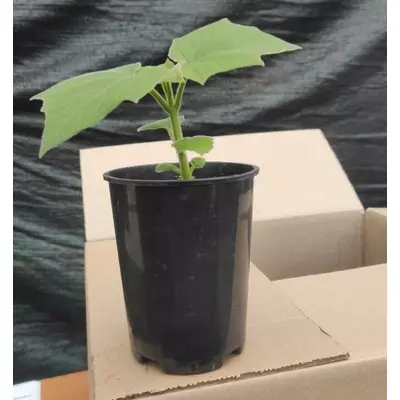 Paulownia 9501 en Pot