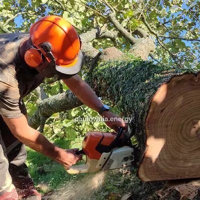 Achat de grumes rondes de Paulownia Cultivées en France
