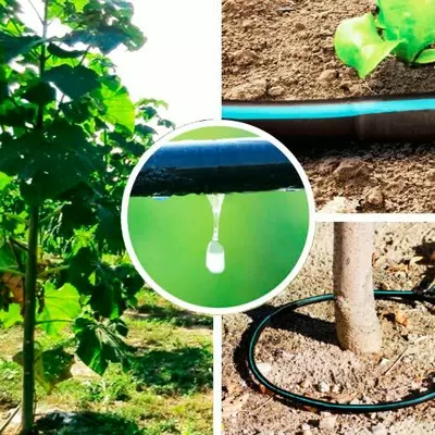 Conception de systèmes d'irrigation goutte à goutte Paulownia