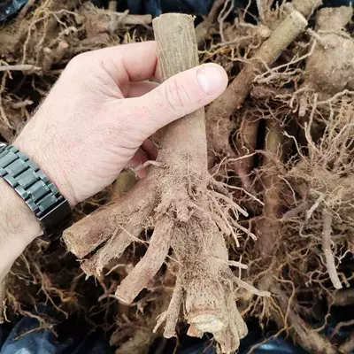 Paulownia Shan Tong XL racines