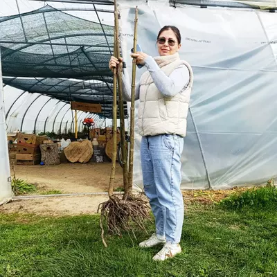 Arbres paulownia avec tronc