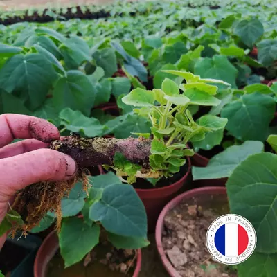 25 pièces racines Paulownia Pao Tong Z07 S format