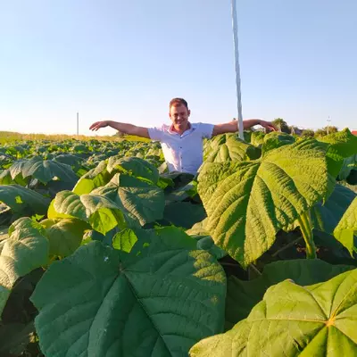 Paulownia Energy duze sadzonki rocznego dzrewa