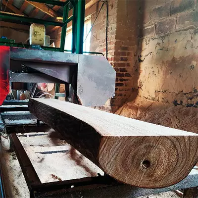 Zakup kłód okrągłych Paulownia