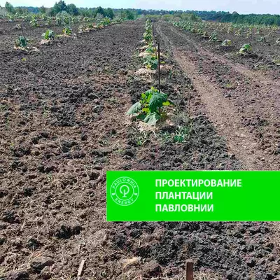 Projekt plantacji Paulowni