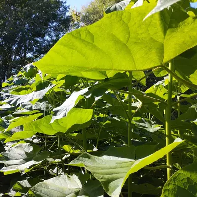 Paulownia tomentose XL korzeń