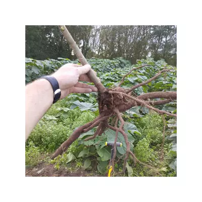 Paulownia Elongata XL