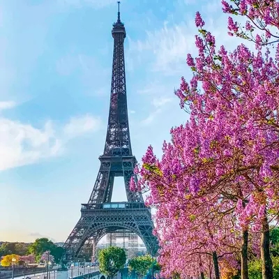 Paulownia paryska XL