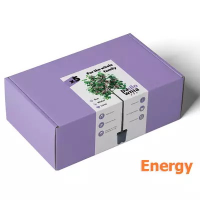 Paulownia Box Energy. Skrzynka do uprawy paulownia