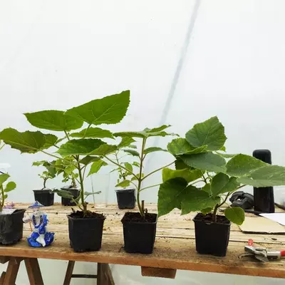 Paulownia tomentosa in Töpfen 600 ml