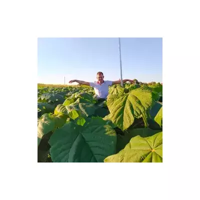 Raíces de Paulownia Energy XL
