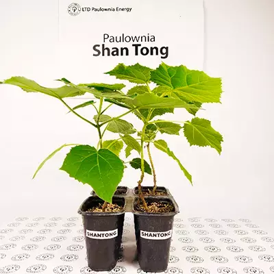 Paulownia Shan Tong en maceta de 600 ml