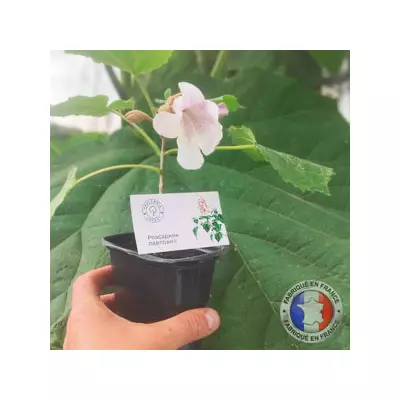 Paulownia Pao Tong Z07 en tarro de 600 ml