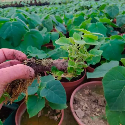 Raíces Paulownia Pao Tong Z07 S format