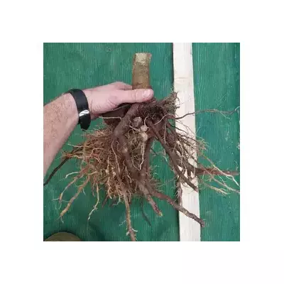 Raíces de Paulownia Fortunei XL