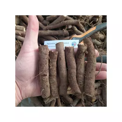 Raíces de Paulownia Elongata L format