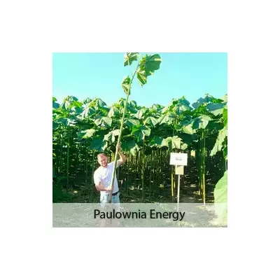 Raíces de Paulownia Energy XXL