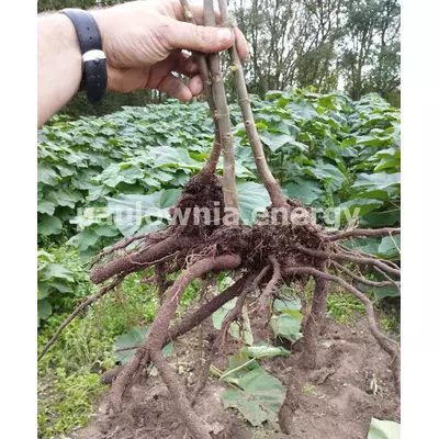 Raíces de Paulownia 9501 XL
