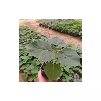 Paulownia Energy en macetas de 600 ml