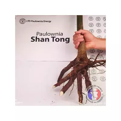 Raíces de Paulownia Shan Tong XXL
