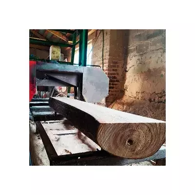 Compra de troncos redondos de paulownia