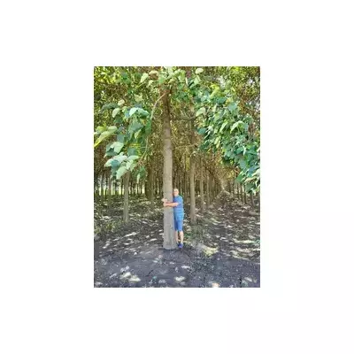 Se vende plantación de paulownia