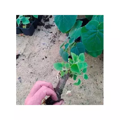 Raíces de Paulownia Shan Tong S
