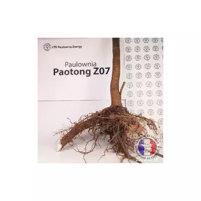 Paulownia Pao Tong Z07 XXL