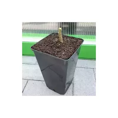 Paulownia 9501 en macetas de 600 ml