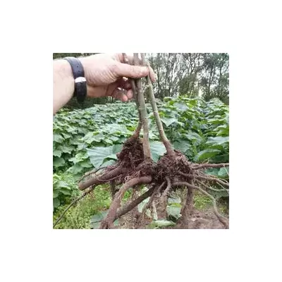 Paulownia Pao Tong Z07 XL