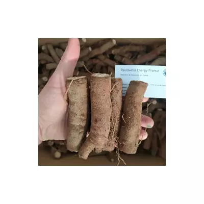 Paulownia Shan Tong L raízes