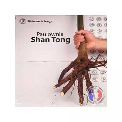 Paulownia Shan Tong XL raízes