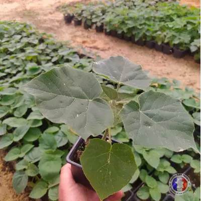 Energia di Paulownia in vaso