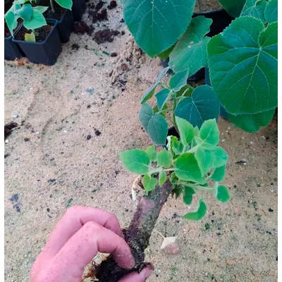 Radici di Paulownia Shan Tong S
