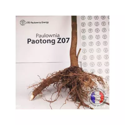 Paulownia Pao Tong Z07 XL