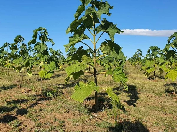 Rangs de paulownia