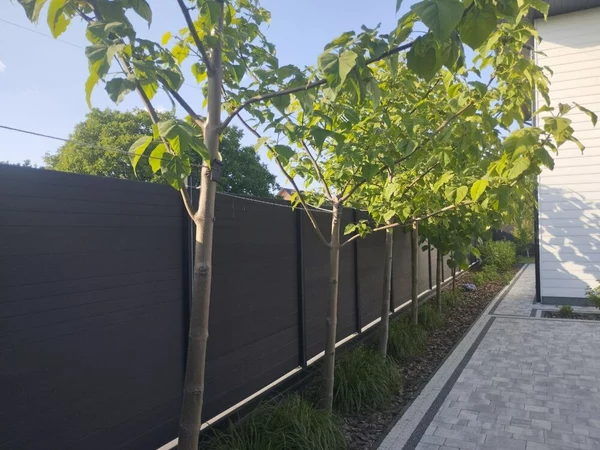 Plantation de paulownia