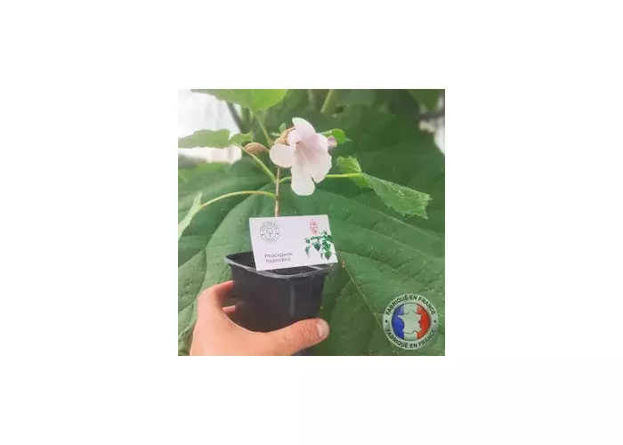 Plants en godets