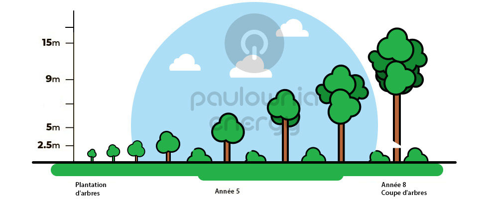 Taux de croissance de l’arbre Paulownia