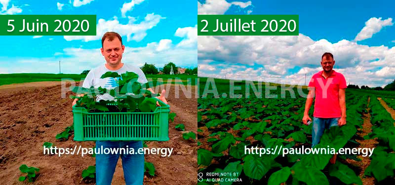Paulownia Energy France