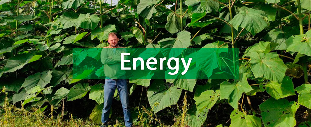 Why Paulownia growing again after cutting? - Blog of Paulownia Energy