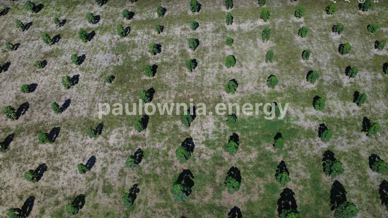 Visite d'une plantation de paulownia sous contrat de rachat