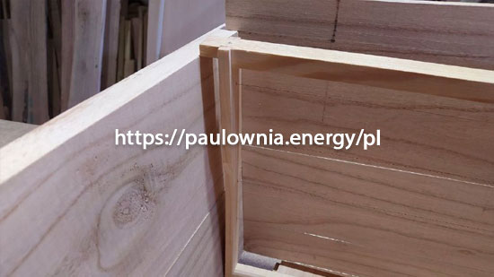 drewno paulownia w Polsce 