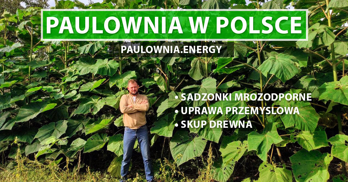 Paulownia w Polsce